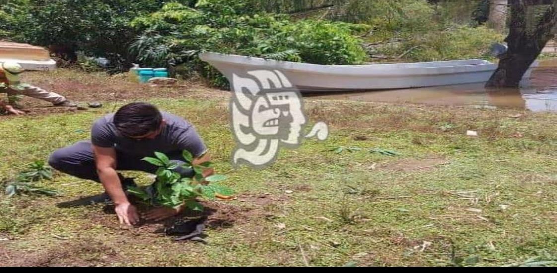 Para evitar deslaves en márgenes del río Chiquito, siembran bambú