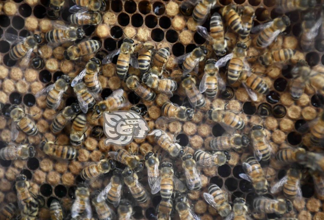 Mueren millones de abejas en Colima por uso indiscriminado de agroquímicos