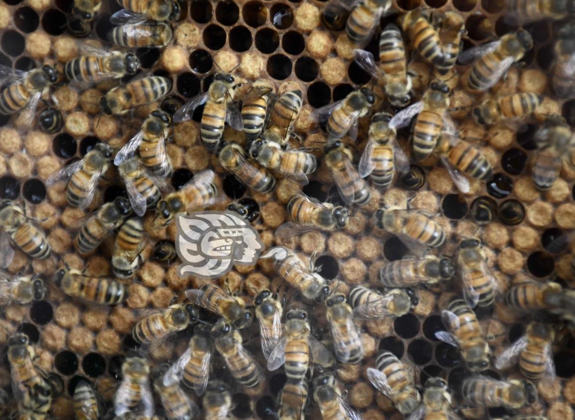 Día Nacional de las Abejas; en México, casi 2 mil especies peligran