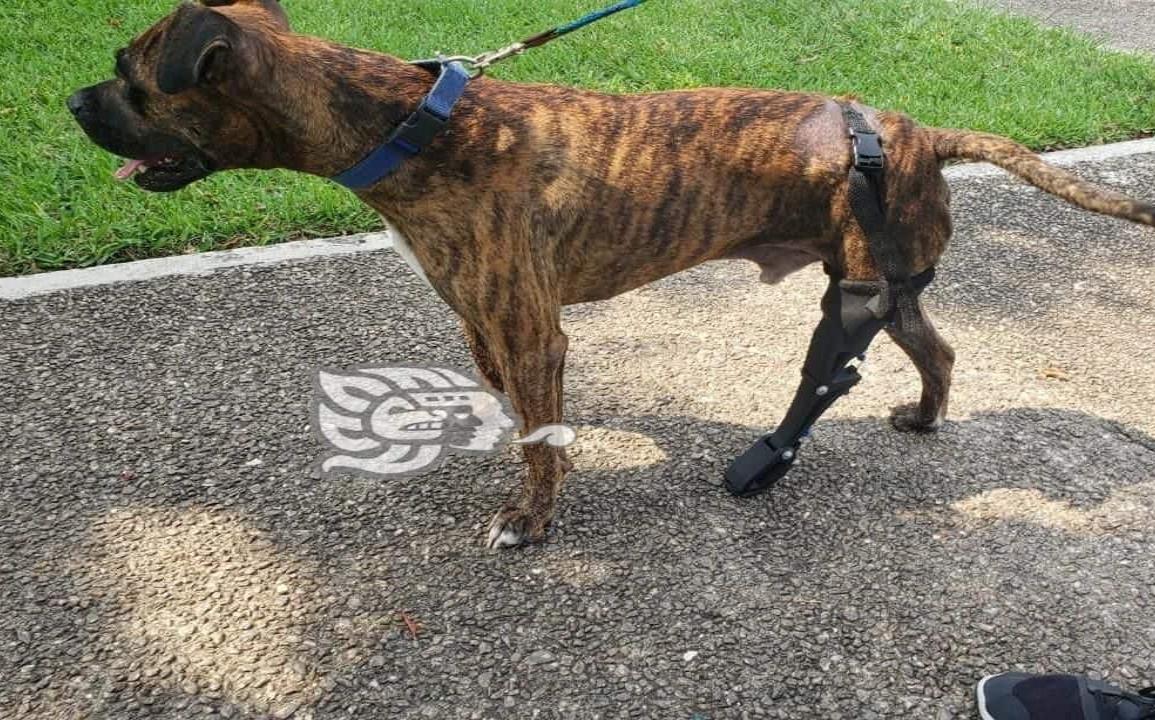 Alumnos del ITESCO diseñan prótesis para perrito