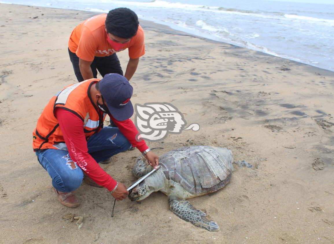 Protegerán desove de tortugas en costas de Agua Dulce