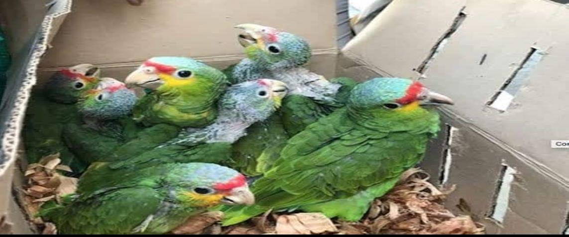 Tráfico de aves en peligro de extinción, sin control en zona sur