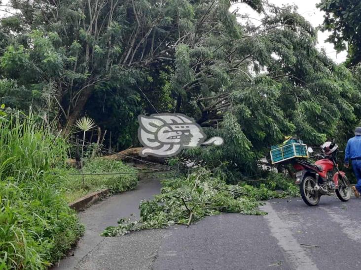 Tormenta eléctrica tiró árboles y cables de alta tensión en Nanchital