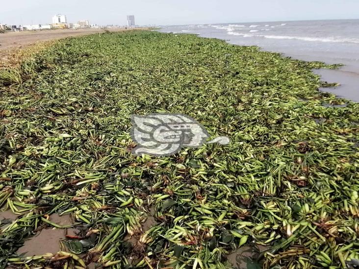 Retiran toneladas de lirio acuático de playas de Coatzacoalcos