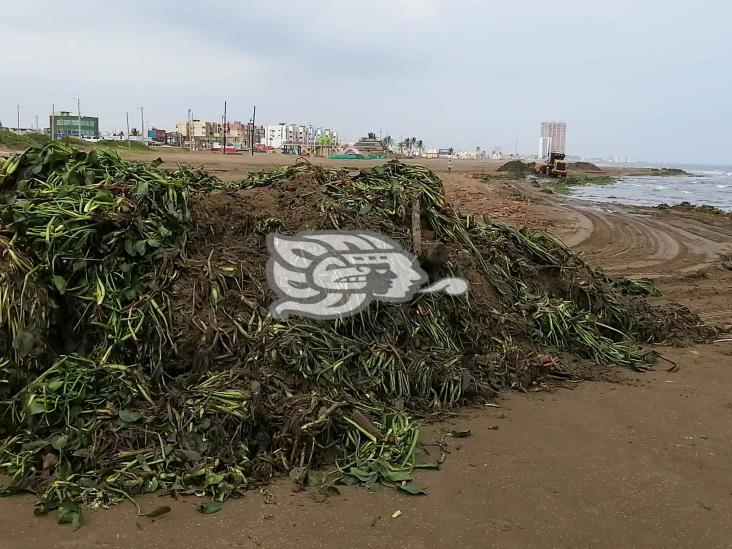 Retiran toneladas de lirio acuático de playas de Coatzacoalcos