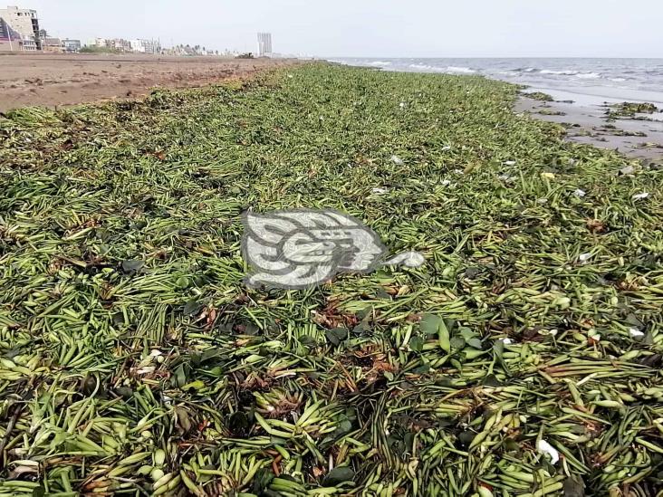 Retiran toneladas de lirio acuático de playas de Coatzacoalcos