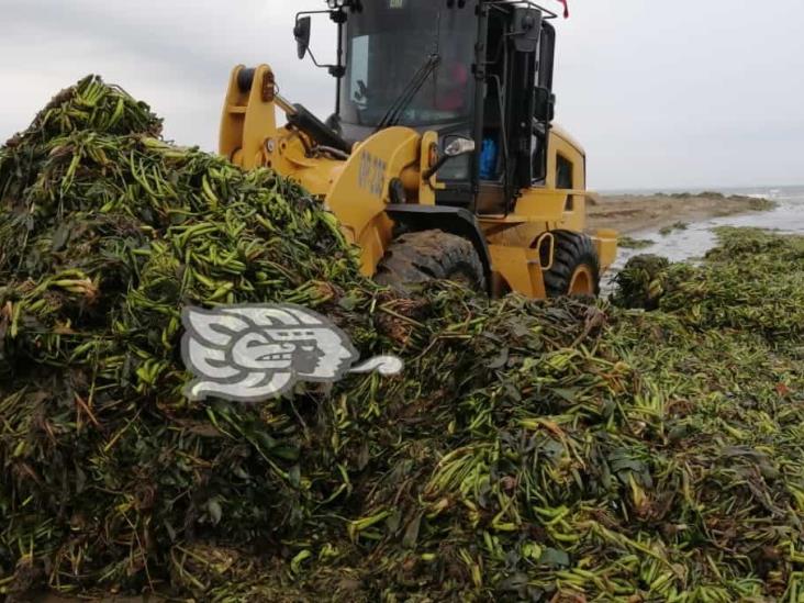 Retiran toneladas de lirio acuático de playas de Coatzacoalcos