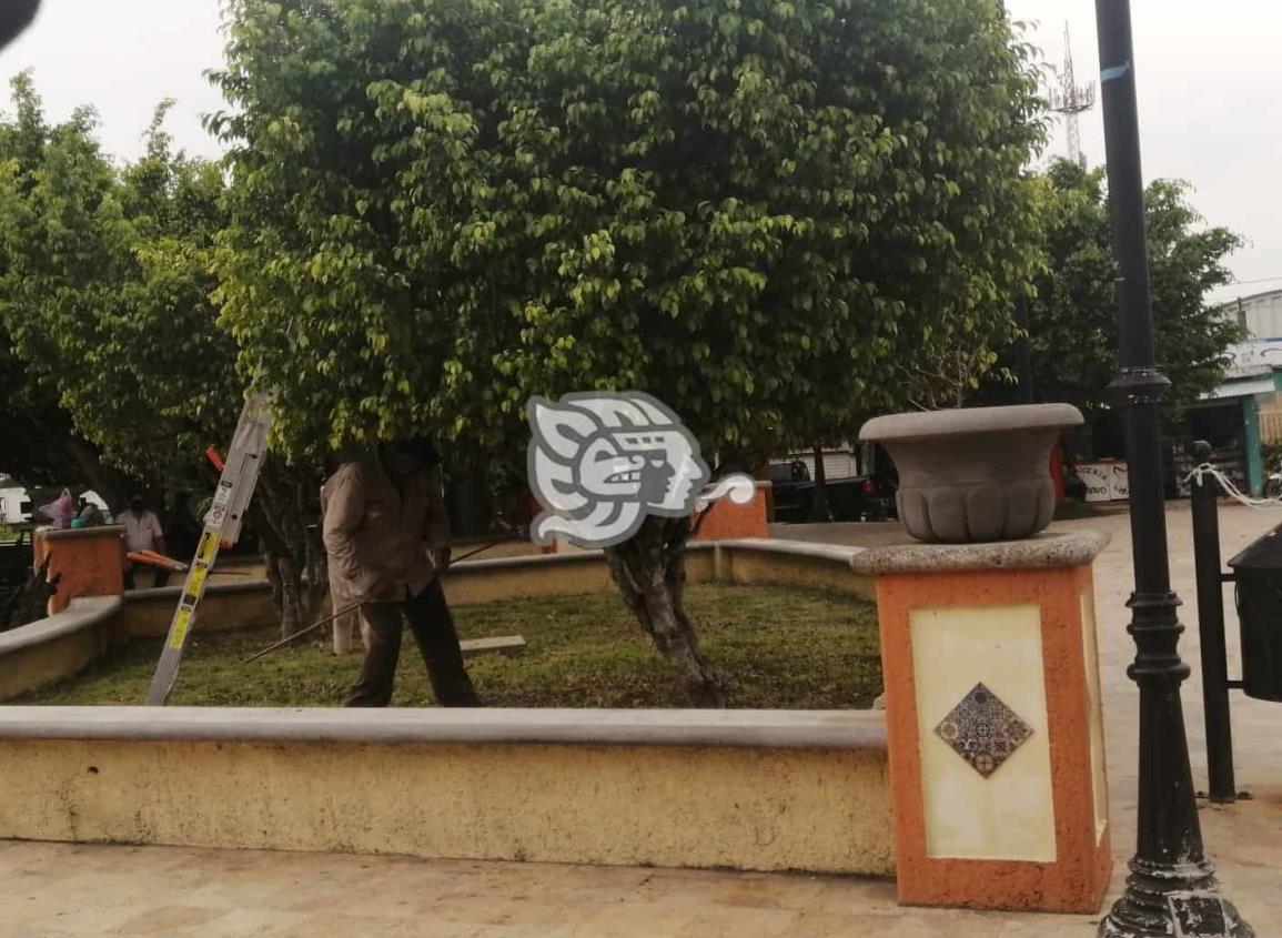 Combaten abejas en el parque central de Ixhuatlán del Sureste