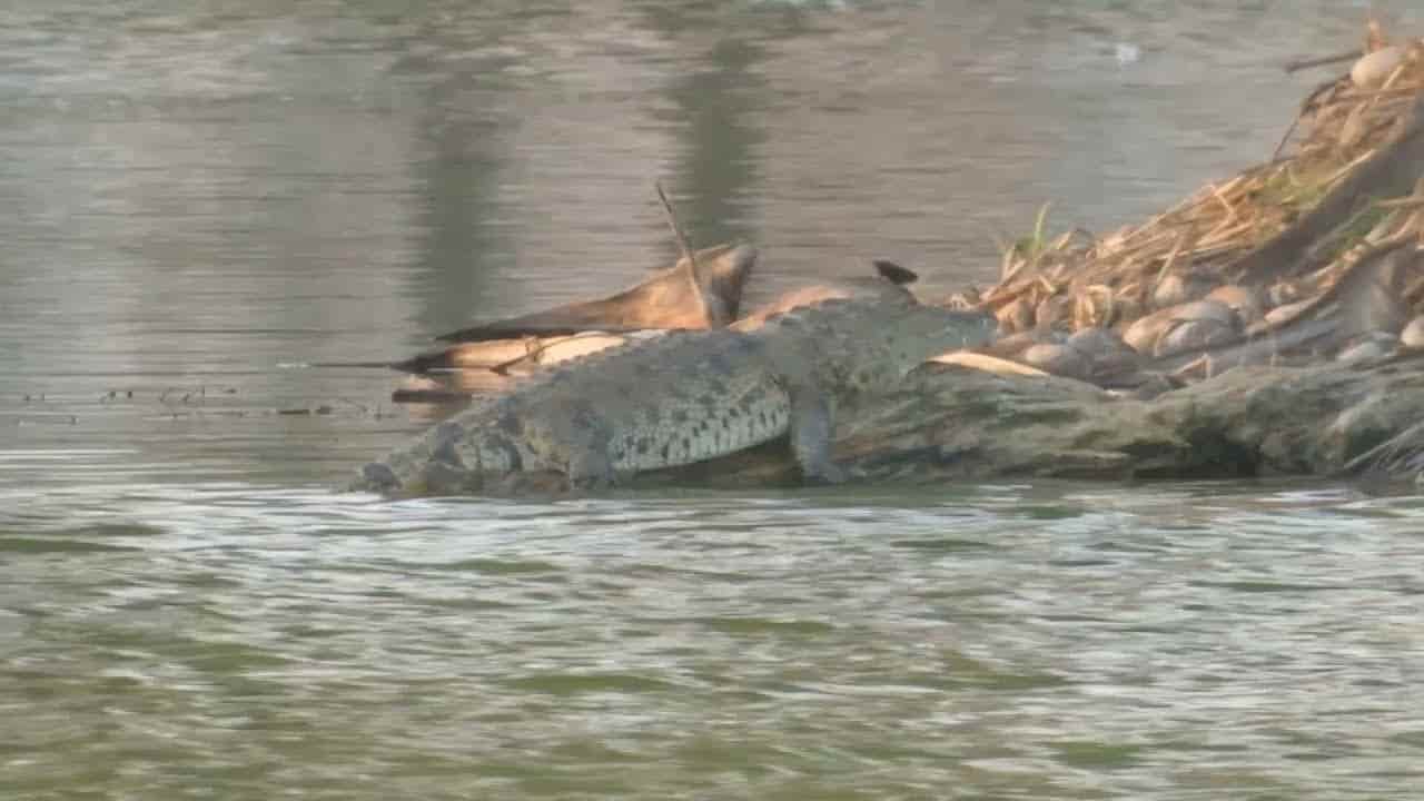 Propone Earth Mission bautizar al cocodrilo de la laguna Malibrán, en Veracruz