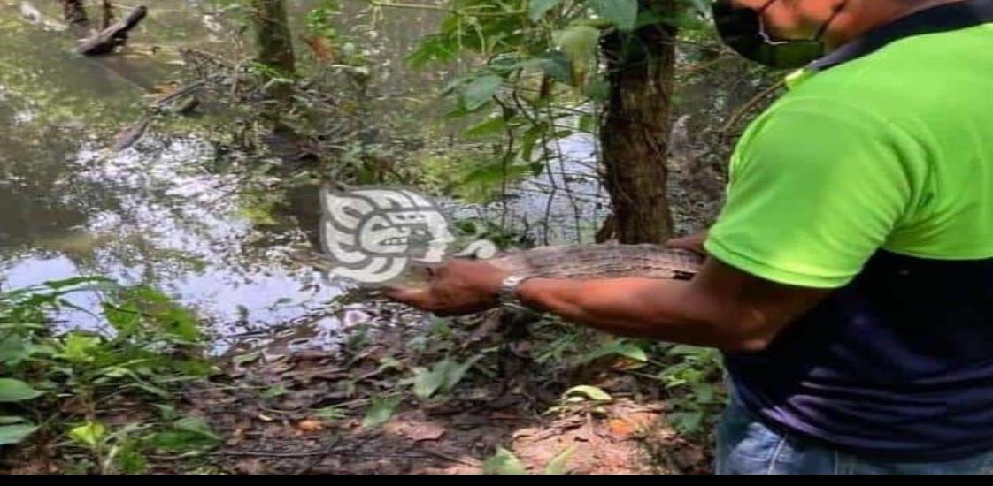 Lagarto capturado en colonia de Jáltipan fue liberado en reserva ecológica