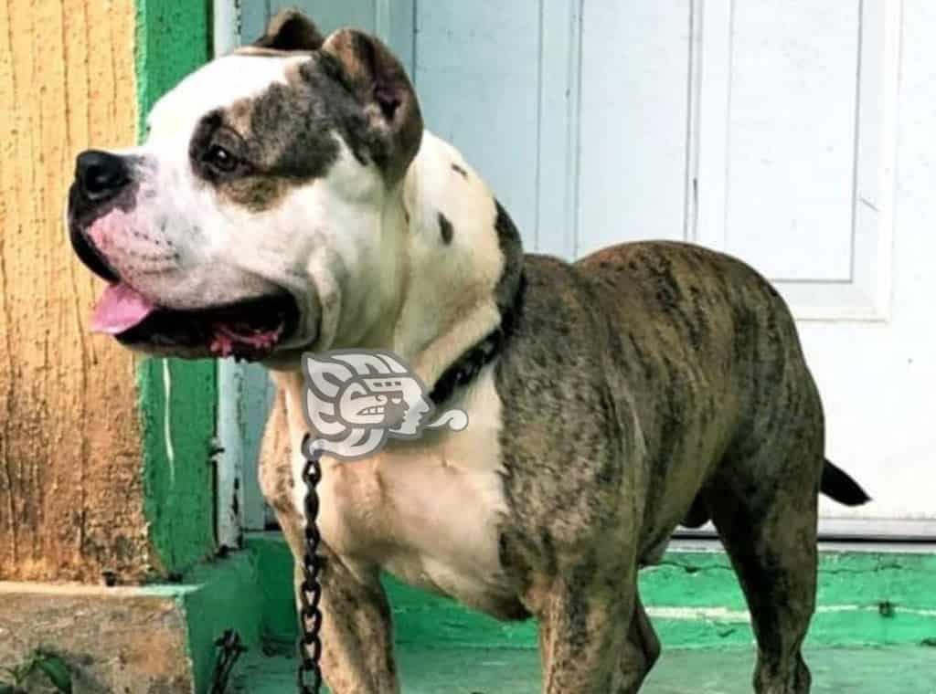 Crece el robo de perros en Coatzacoalcos; dueños no denuncian