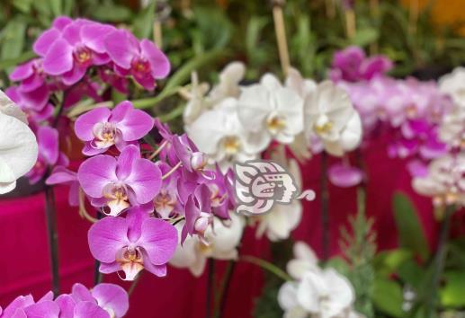 ¿Te gustan las orquídeas? No debes perderte esta Expoventa en Coatepec