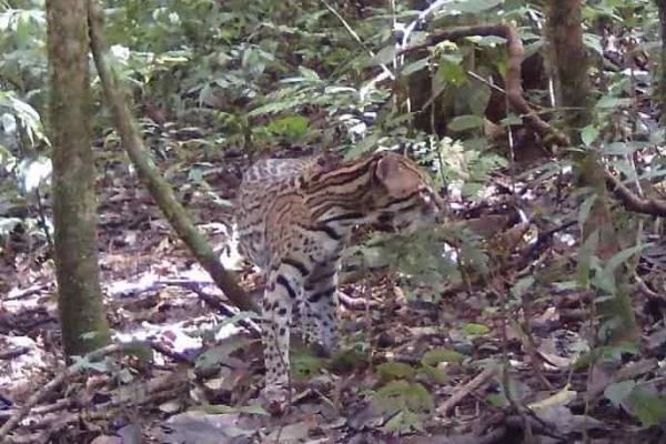 Ambientalistas captan imagen de ocelote en la sierra de Zongolica