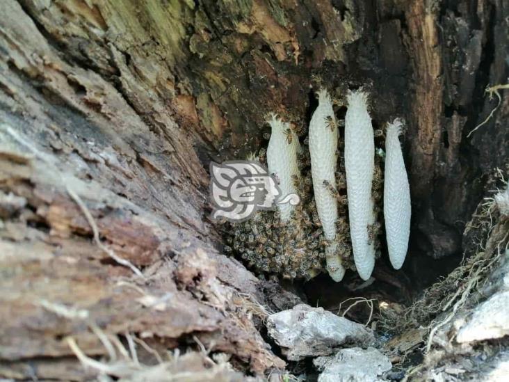 Retiran dos colmenas de abejas de instalaciones de Quetzalli