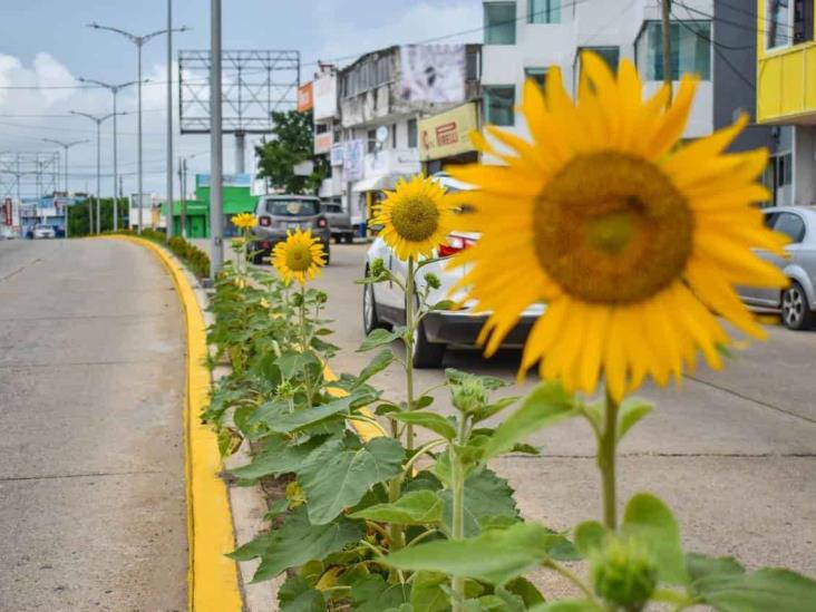 Girasoles adornan importantes sectores de Coatzacoalcos