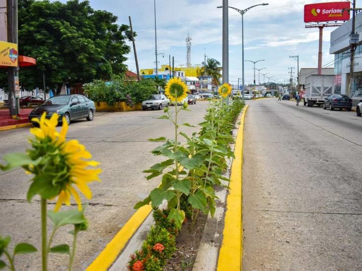 Girasoles adornan importantes sectores de Coatzacoalcos