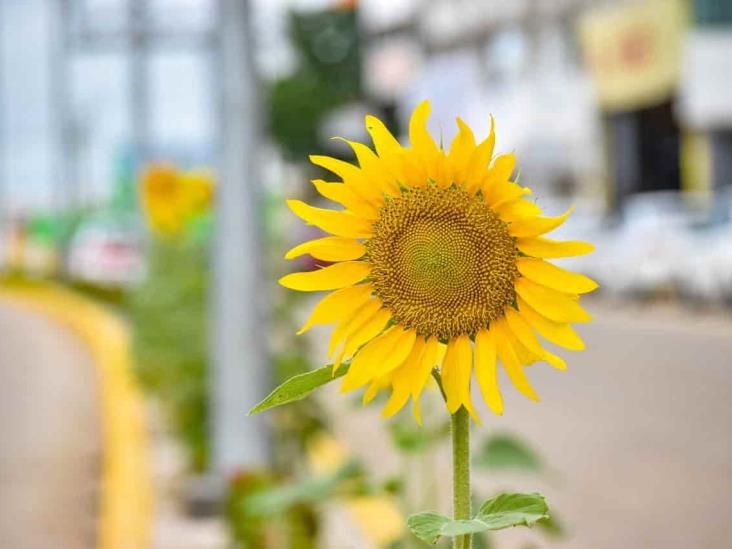 Girasoles adornan importantes sectores de Coatzacoalcos