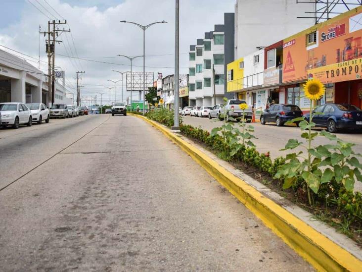 Girasoles adornan importantes sectores de Coatzacoalcos