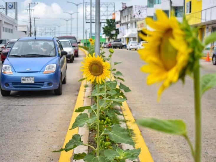 Girasoles adornan importantes sectores de Coatzacoalcos