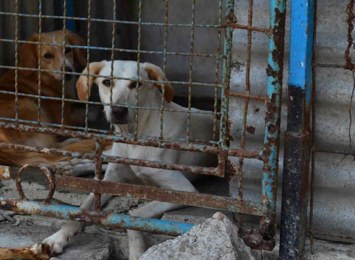 Veterinario propondrá creación de ‘Policía Animal’ en Coatzacoalcos