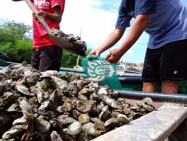 ¡Son bendecidos! Alta producción de ostión en Laguna de Mandinga