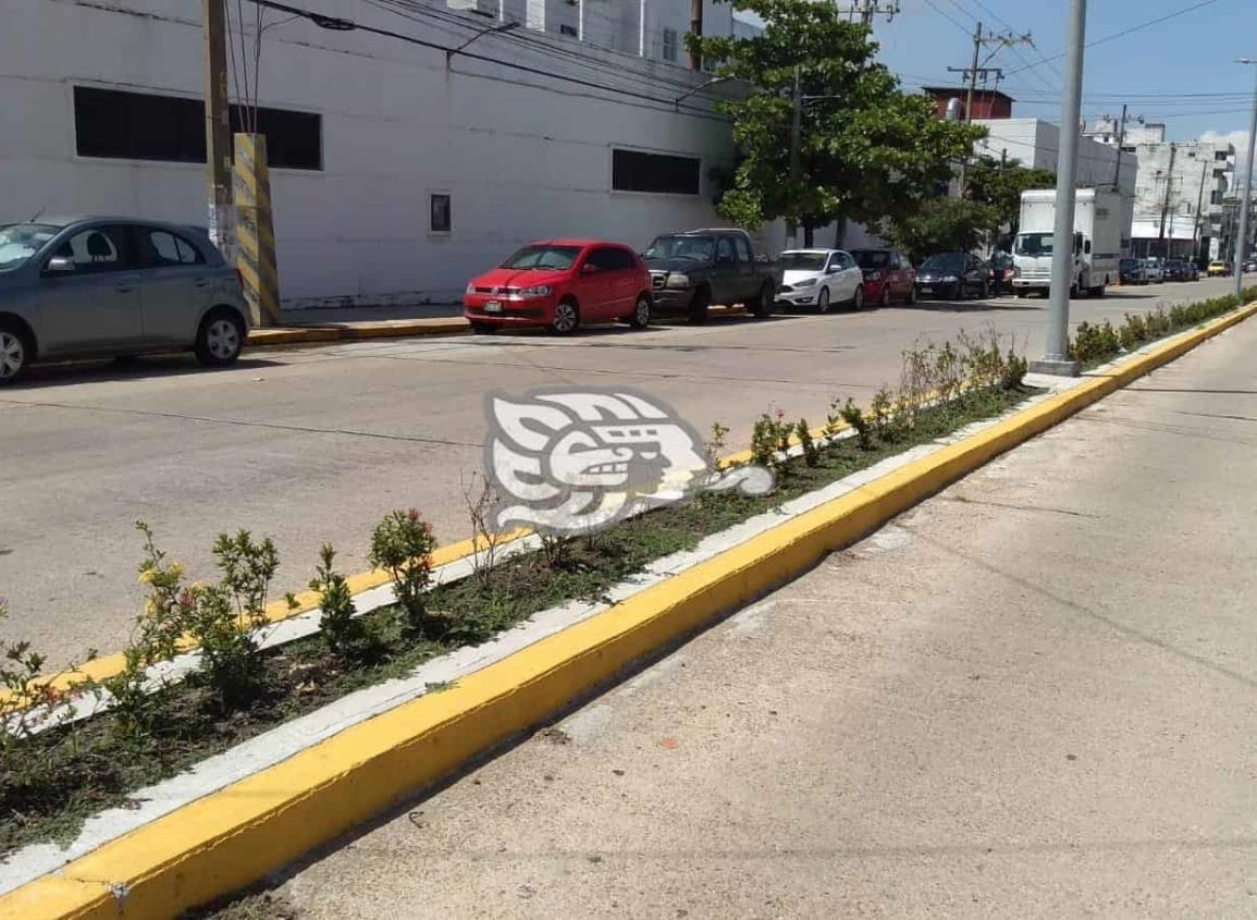 Cortan girasoles que adornaban avenidas de Coatzacoalcos