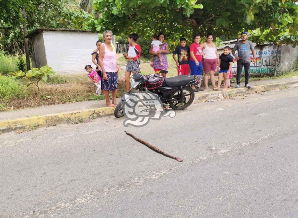 Fluyen animales rastreros por temporada de lluvias en Ixhuatlán