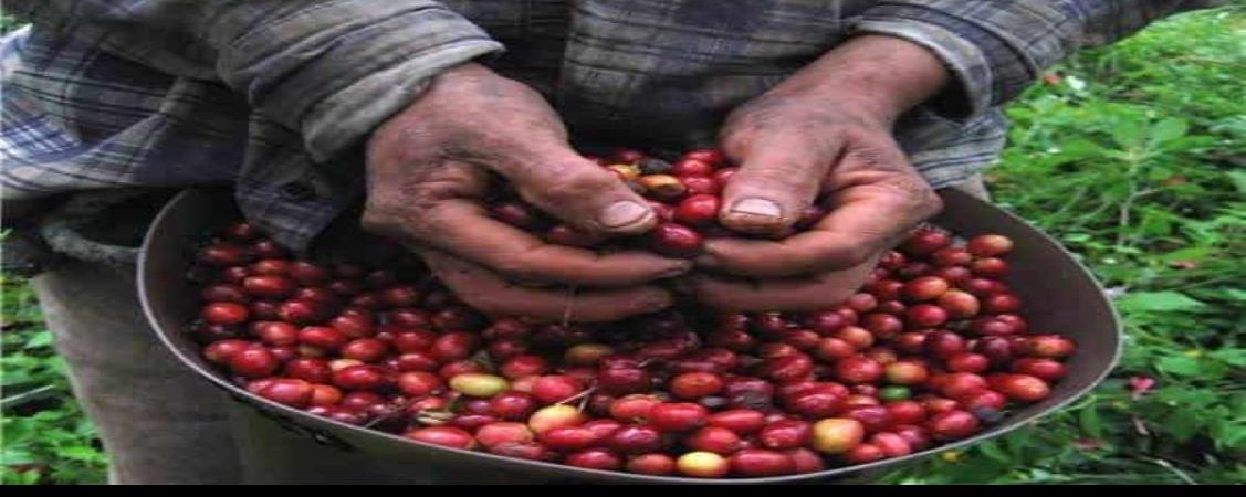 Cafetaleros veracruzanos estiman la mejor producción de los últimos años