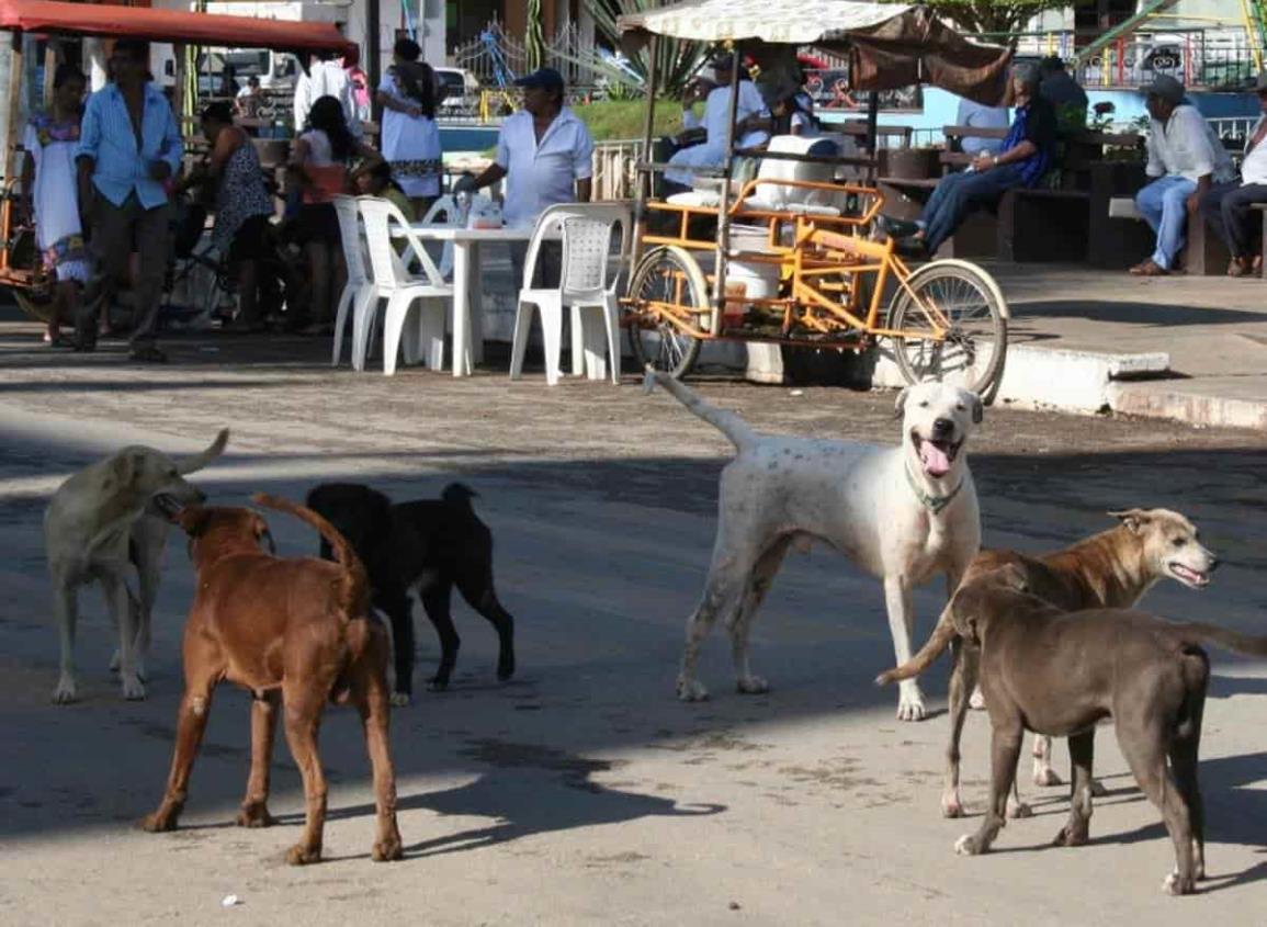 En este municipio prohibirán dar de comer a los ‘lomitos’ callejeros