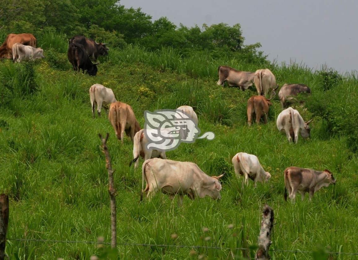 Carne de búfalo, sensación en el sur de Veracruz por precio y calidad