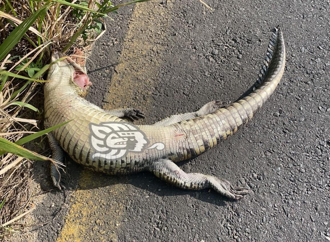Encuentran cocodrilo muerto en la carretera Coatzacoalcos-Minatitlán