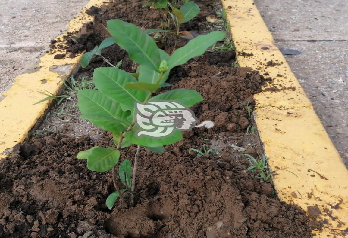 Siembran 800 Ixoras en la avenida Zaragoza de Coatzacoalcos