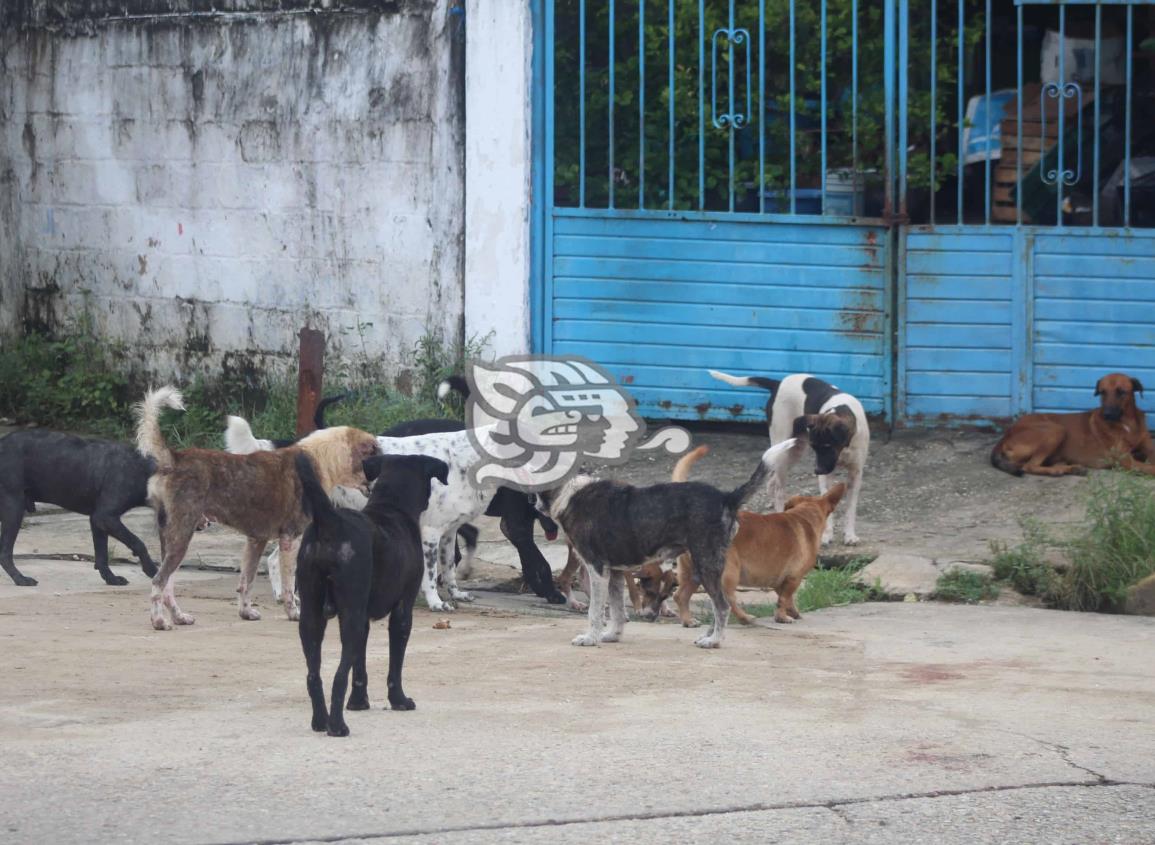 TVT: el cáncer que consume a los perros