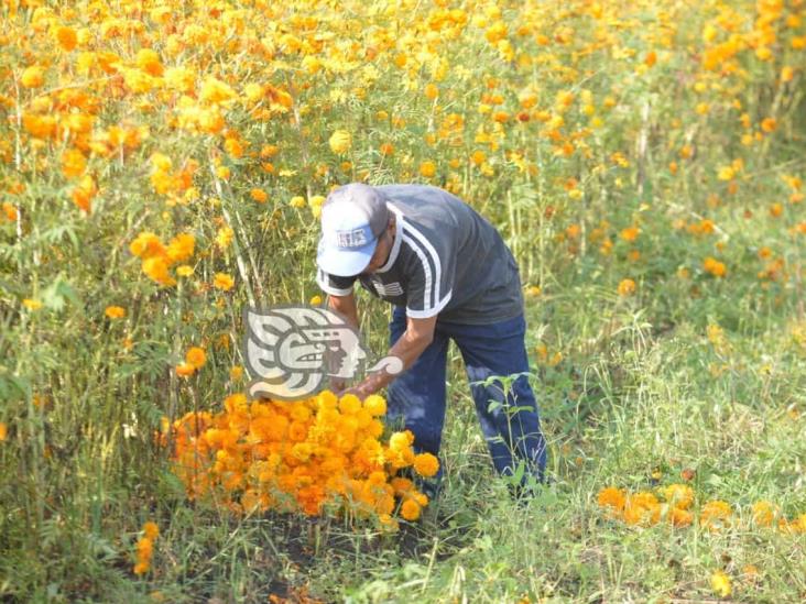 Floricultores de Rafael Delgado reportan ventas bajas este año