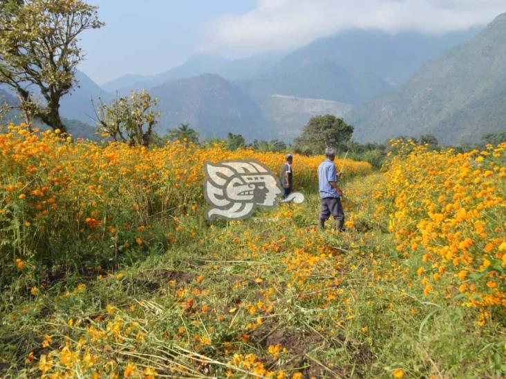 Floricultores de Rafael Delgado reportan ventas bajas este año