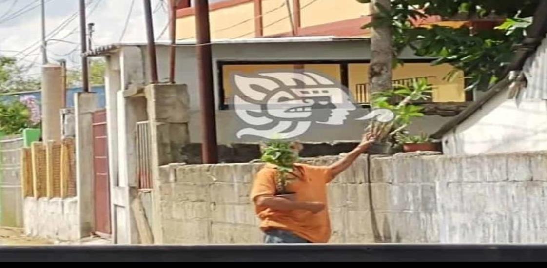 El flichi hace negocio en Villa Cuichapa con plantas y flores robadas