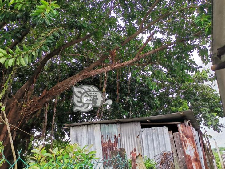 Vecina de Mundo Nuevo teme quedar sepultada entre láminas y ramas de árbol