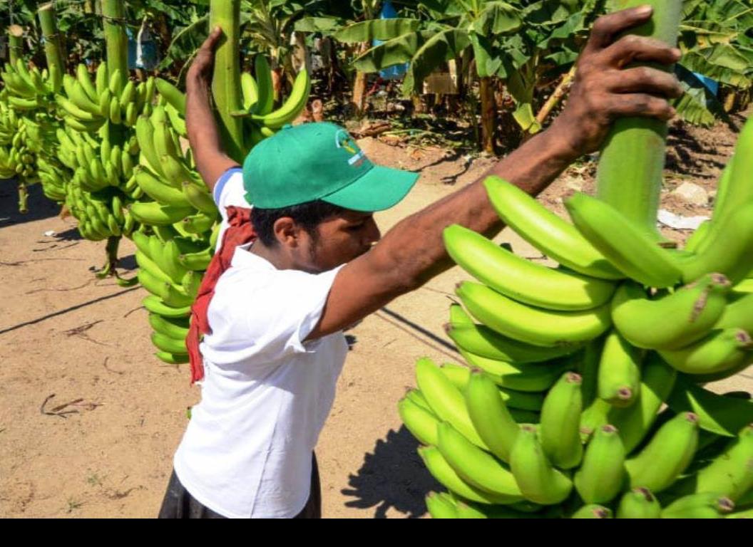 En la sierra se Soteapan, inició la producción de plátano roatán