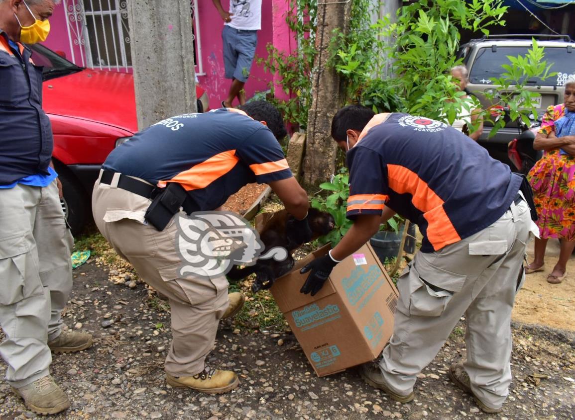 Ejemplar de mono aullador muere electrocutado en Acayucan