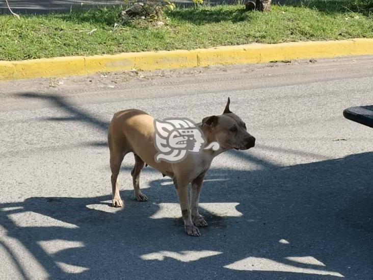 Ataca perra pitbull a vecinos en fraccionamiento del puerto de Veracruz