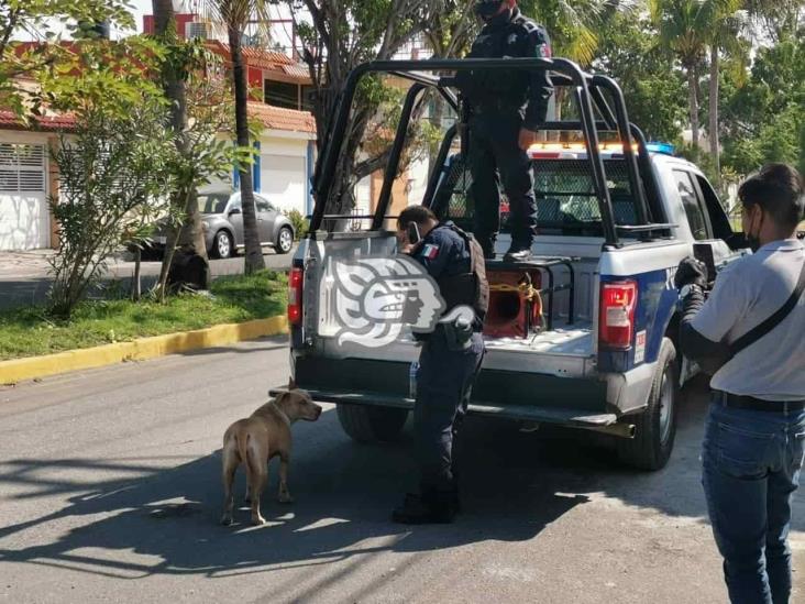 Ataca perra pitbull a vecinos en fraccionamiento del puerto de Veracruz