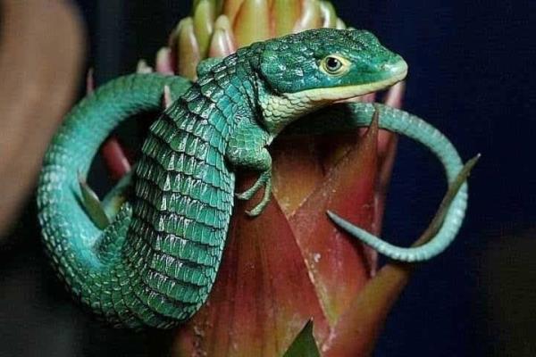 Profepa advierte tráfico del dragoncito azul en Pico de Orizaba