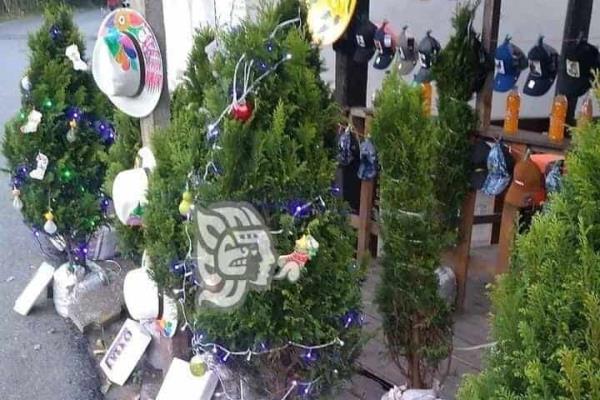 Vendedores de pinos navideños esperan que este año sí ´les hagan el gasto´