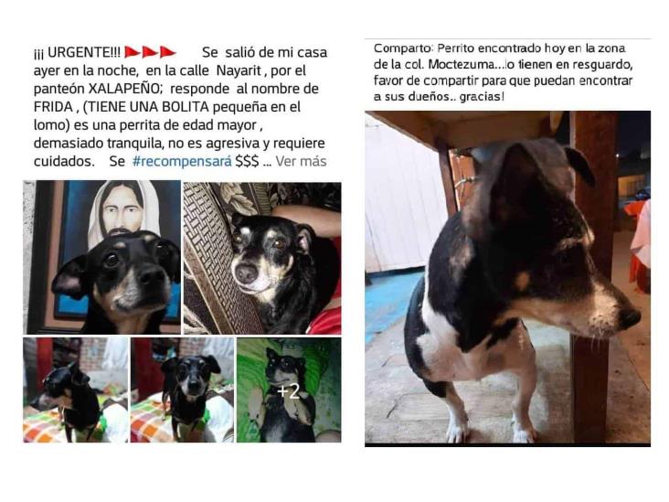 Pirotecnia de guadalupanos deja decenas de animales perdidos en Xalapa