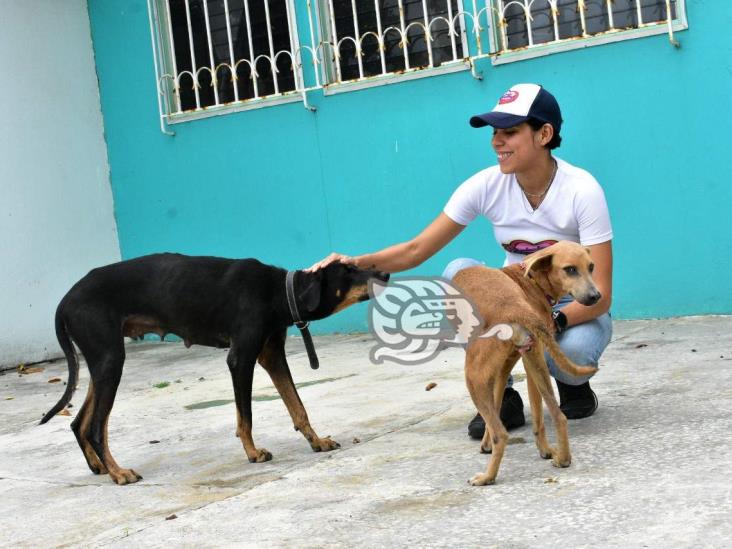 Adopción de mascotas, un regalo navideño que podría cambiar vidas