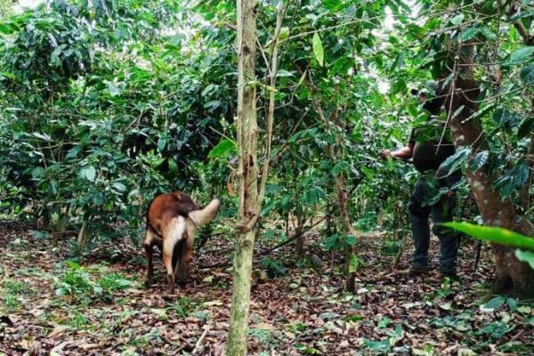 Recuperan 2 cuerpos más en fosas de Campo Grande, en Ixtac; van 4 cuerpos rescatados