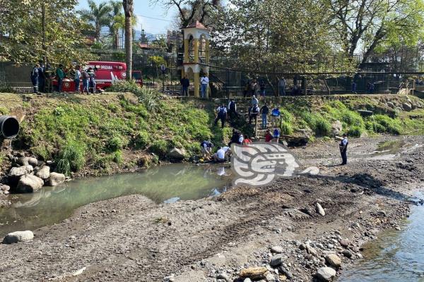 Empleado cae al río Orizaba mientras limpiaba palmeras
