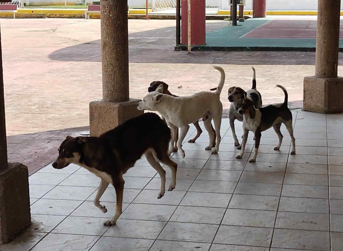 Perros callejeros se convierten en problema social en Moloacán