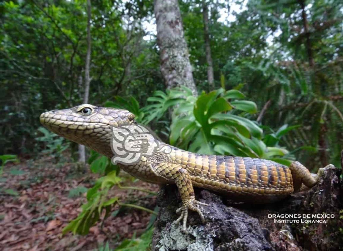 Presentan en revista de herpetología a lagartija endémica de Zongolica