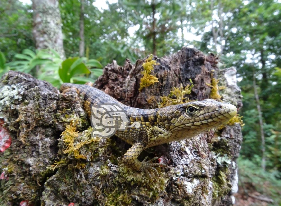 En conjunto con UNAM, biólogos realizan proyecto de conservación en Zongolica